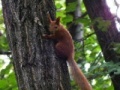 Squirrel 2