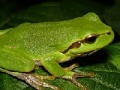 Frog Slider