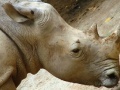 Jigsaw Rhino