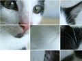 Kitten Puzzle