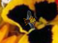 Hidden Bee