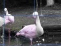 Flamants Roses Puzzle