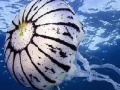 Ocean jellyfish puzzle