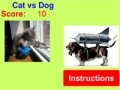 Cat vs Dog!