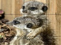 Sissy animals slide puzzle