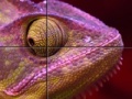 Purple Chameleon: Slider Puzzle