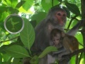 Hidden Animals: Baby Monkeys