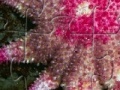 Staefish Jigsaw