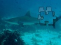 Shark Puzzle