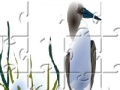 Sea Bird Jigsaw