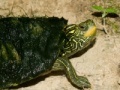 Map Turtle Jigsaw
