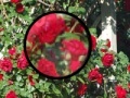 Rose Garden Hidden Numbers