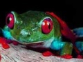 Two brave frogs puzzle