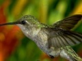 Hummingbird