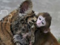 Funny Tiger and Monkey