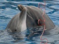 Jigsaw Dolphins
