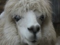 Alpaca Slider