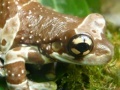 Amphibians Hidden Images