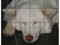 Pet Puzzle
