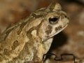 Fowler's Toad Jigsaw Puzzle