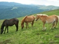 Jigsaw Three of Horses