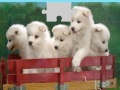 Puppies Puzzle