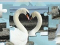 Valentine Swans