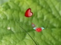 Hidden Nature Hearts