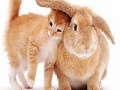 Cute cat and rabbit slide puzzle