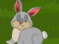 Dora Rabbit Care