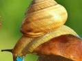 Rainy Day and Snail Puzzle