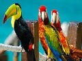 Colorful parrots slide puzzle