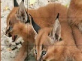 Three baby lynx slide puzzle