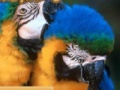 Parrots Sliding Puzzle