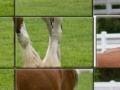 Clydesdale Horse Slider Puzzle