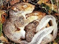 Sleepy squirrels slide puzzle