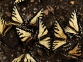 Butterflies Slider
