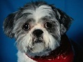 Dog Jigsaw -2