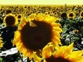 Sunflowers jigsaw