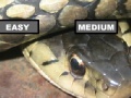 Garter Snake Jigsaw Puzzle