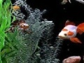 Jigsaw: fish
