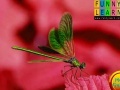 Puzzle with green streety