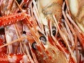 Seafood hidden images