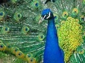 Puzzles Peacock