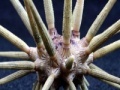 Sea Urchin Slider