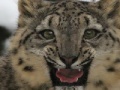 Snow Leopard Slider