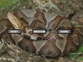 Puzzle Copperhead