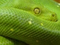 Snakes hidden images