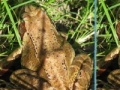 Frogs Differences