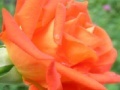 Orange Rose